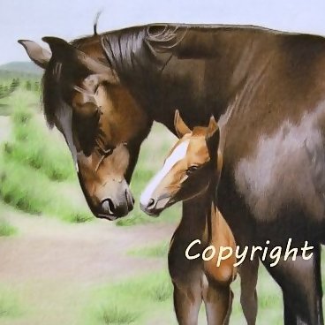 I am a colored pencil artist living in north-central Idaho. When I'm not knee deep in children, goats, or garden, you can find me drawing horses!