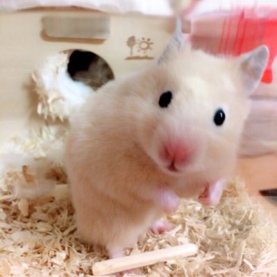 キンクマハムスターのとんかつくん💓お豆腐が大好物🐹！