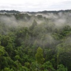 Integrating conservation & medicine in #PNG rainforests. New Guinea Binatang Research Centre, @SussexUni, @pngimr, @BSMSMedSchool. Funders @UKBCFs @SSRP_UoS.