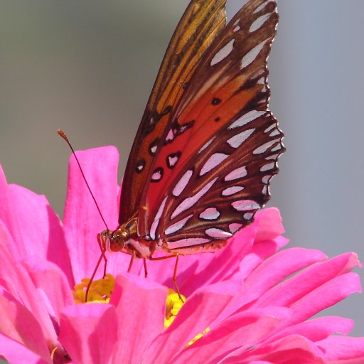 Lone_Star_Dem's profile picture. Herder of cats with the scars to prove it. 
Do no harm, but take no shit. 🌊  #VoteBlue 
Purchased blue checks are a joke.