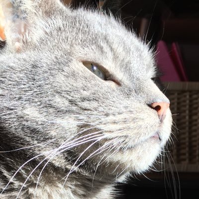 janzi21's profile picture. 