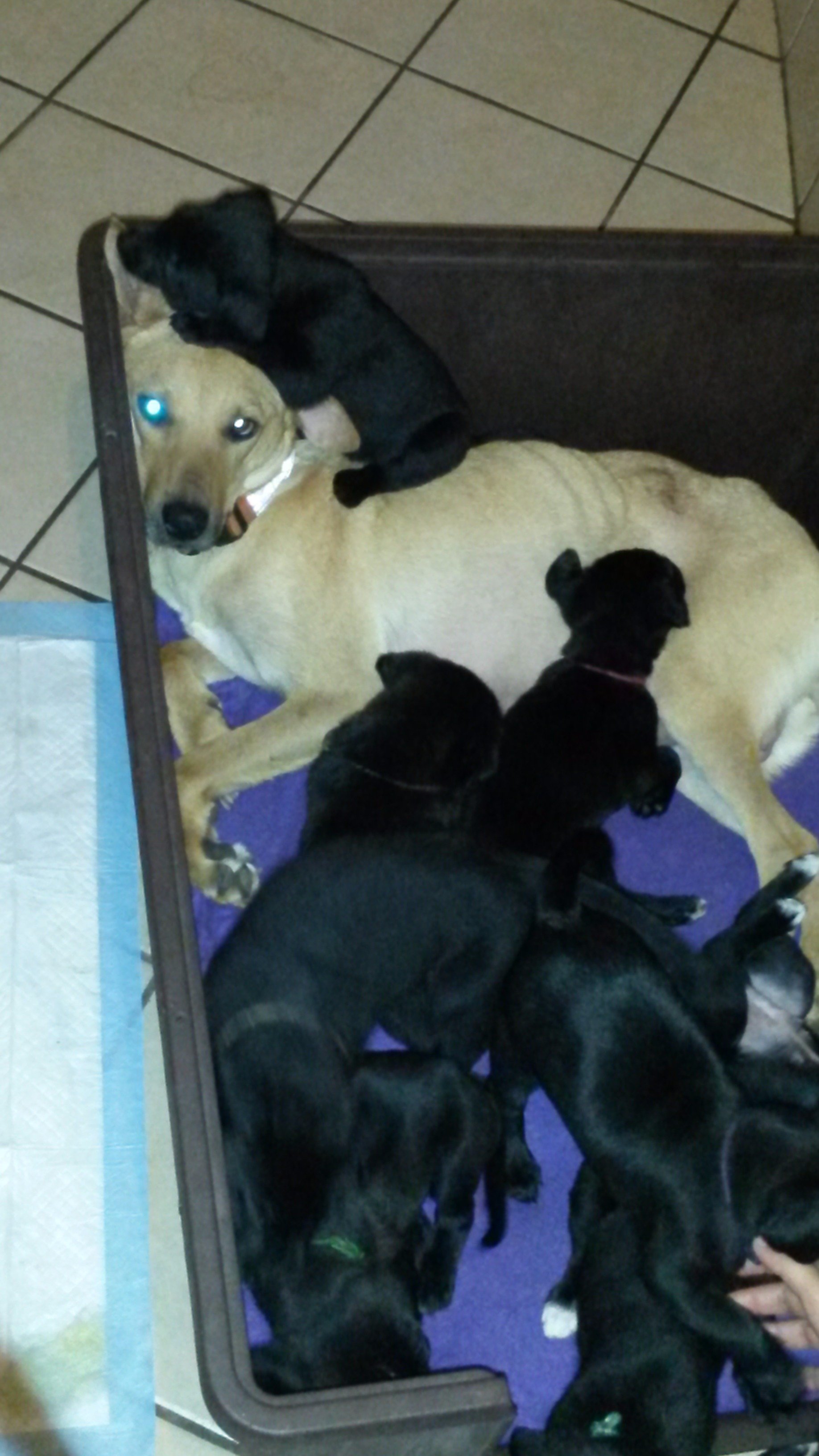 srcala's profile picture. Amante de los animales y la naturaleza, cansada de la corrupción e impunidad. Preocupona por naturaleza