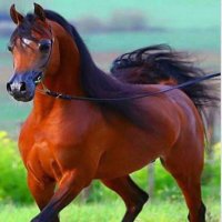 شيخة الخفرات... 🍁 (@rafllaa) 's Twitter Profile