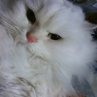 miyanohiro (@miyanohiro) Twitter profile photo