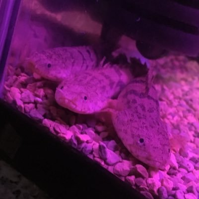 Polypterus_kas's profile picture. 