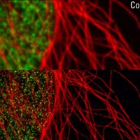 TCD Biochem & Immuno (@tcdbi) 's Twitter Profile