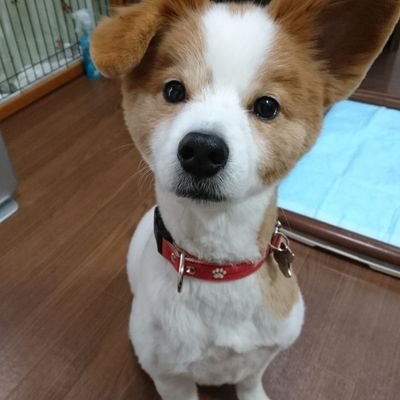ピアノを教えながら、主婦も適当に。ワンコ…ダイ12歳3月12日産まれ、ポメラニアン&パビヨンのミックス犬、家族4人と一匹で暮らしていましたが2022年9月3日ダイは慢性腎臓疾患にてお空にゆきました🌈🐶