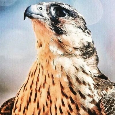 abumarum's profile picture. 