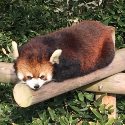 蓮の実さんのプロフィール画像