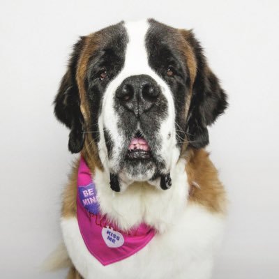 I'm the Saint Bernard they warned you about! I love cheese, walks, family, and friends! find me on IG: truman_the_giant ❤🐶💖