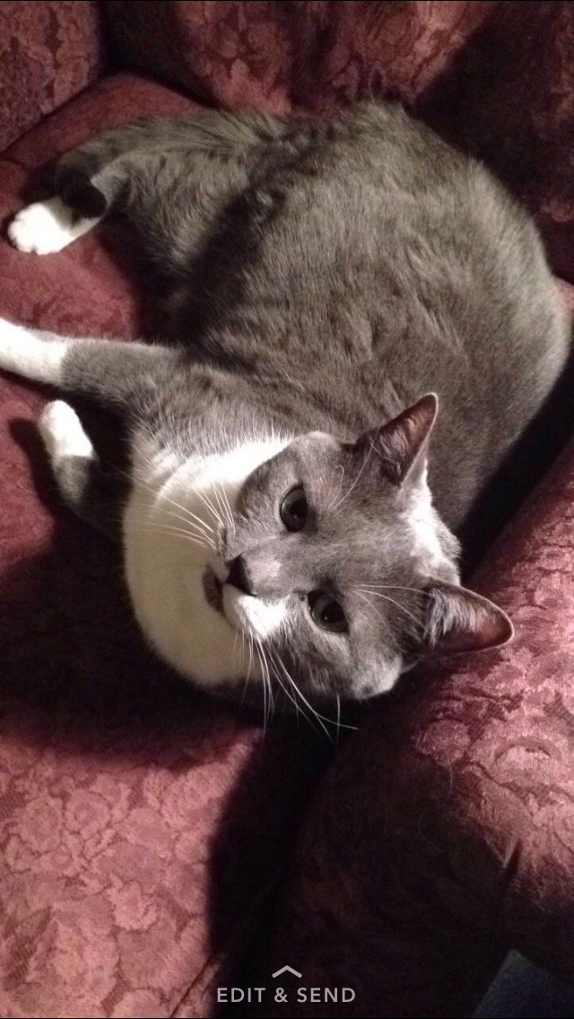 ItsTheKatzman's profile picture. RBSS 2017, OU 2021