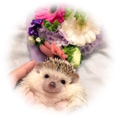 はりねずみの「まる & ぽにょ」ぷに🦔さんのプロフィール画像