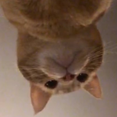 nerdsyncsparta's profile picture. Hi! I'm @Scottniswander cat Sparta, who likes to chill with @NerdsyncPumpkin. I also go by spider cat 🐱 🕷. Go To https://t.co/qlJl76kWZ2 to help NS stay alive!