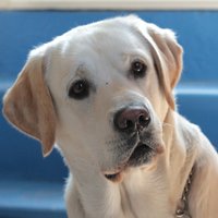 lenythedog (@lenythedog42) 's Twitter Profile