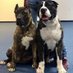 sevensharkykennel (@sharkykennel) Twitter profile photo sevensharkykennel (@sharkykennel) Twitter profile photo