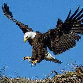 rsa_life's profile picture. Some people wake up, stretch and enjoy freedom but some people wake up, stretch and defend it...By an American