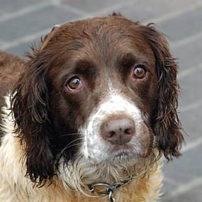 Supporter of Gloucester Rugby, Forest Green Rovers FC and Gloucestershire Cricket. Dogs and long walks in the countryside.