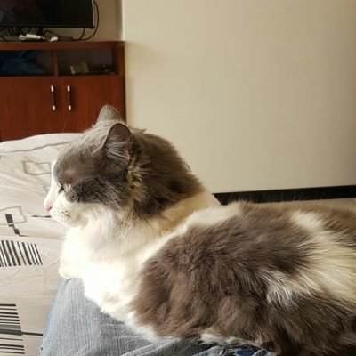 serevolutivo1's profile picture. Equidad y justicia. Dllo humano con ética, principios, ecología. Creo en lo bueno del ser humano. Decir y actuar. Coach y mentor, sigo deportistas integros!