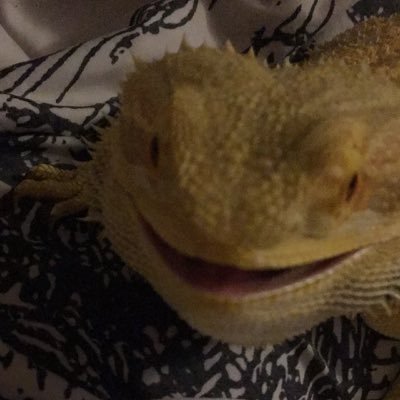 My name is Dany, I'm a 1 year old beardie. I'm usually pretty sassy and weird (even the vet agrees). My favorite foods are carrots and horn worms.