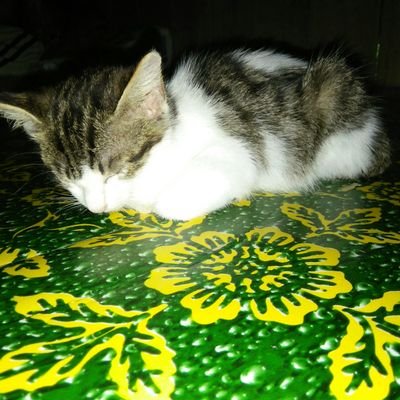 i love my cat 😍