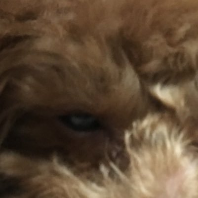 H_kuchinashi's profile picture. いじっぱり あまのじゃくhbCD H252B152残りC