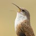 Female Bird Song (@femalebirdsong) Twitter profile photo Female Bird Song (@femalebirdsong) Twitter profile photo