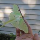 Kimberly Cote - @fireflybug - Twitter