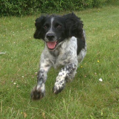 Im Barney - a newly retired police victim recovery search dog. Kept by his handler and now enjoying all what retirement brings!