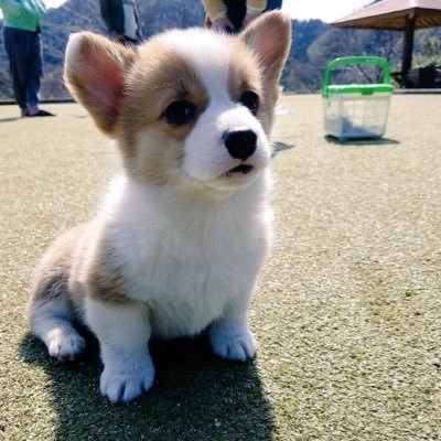 こぎじりさん Cogizirisan Twitter