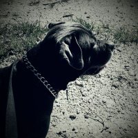 Shaun Mc. (@pbmstrong) 's Twitter Profile Photo Shaun Mc. (@pbmstrong) 's Twitter Profile Photo