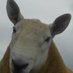 Allanshaws (@allanshawsfarm) Twitter profile photo