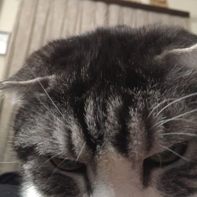 nakamura_neko's profile picture. https://t.co/p1PCw3nUw9 猫と旅する天地雷鳴師。昔勇者たちと旅をして世界を何度も救ったことがあります。:宮上ドラゴン物語/猫RPGシリーズ公式ツイッターであり、なりきりbotです。1.2のネタバレあり。公式なのに。