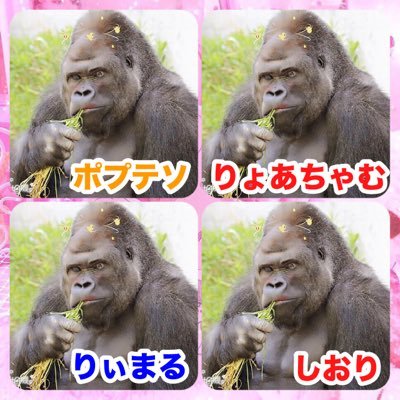 ゴリラ軍団 ポプテソ ゴリラ軍団 ポプテソ