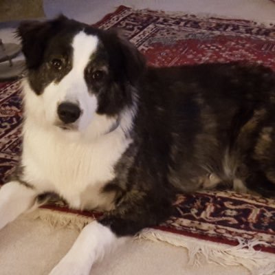 fshowfety's profile picture. 