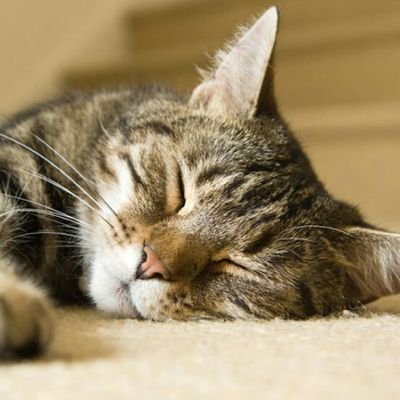 Morfi Profile