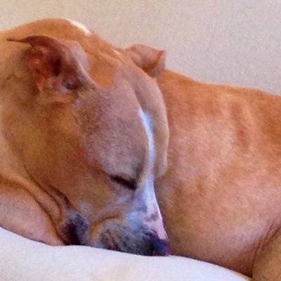 working to help dogs home