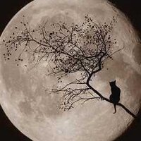 旧式猫 (@stealcats) 's Twitter Profile Photo 旧式猫 (@stealcats) 's Twitter Profile Photo