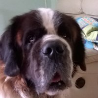 conrad gerrard (@conradgerrard) 's Twitter Profile