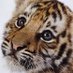 Clare Bayard (@strikeslippress) Twitter profile photo Clare Bayard (@strikeslippress) Twitter profile photo