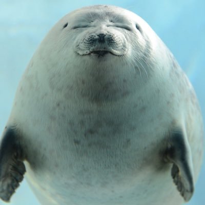 comandantetko's profile picture. 🦭✌️🦀✌️🏖️🏄🌷🦋👭🏻📣🐬📙📕📗📘🐰🦦ライブやテレビ、ラジオの感想を残したり残さなかったりするアカウント🎙📺📻