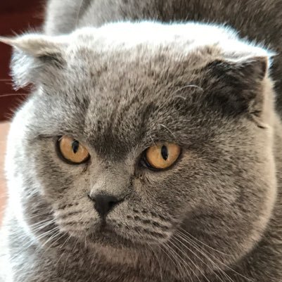 swingnet8's profile picture. 