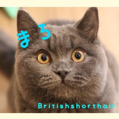 britishshorthair まろ♂(2016/10/30生まれ)♡ まろちゃん＊まろにーと呼んでいます^^*まろ写真の備忘録的なアカウントで気まぐれ更新中!!無言いいね＆RT＆フォローすみません🙏🏻無言フォロー大歓迎♡