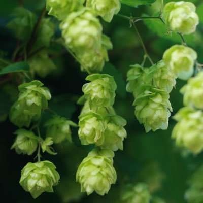 EpiphanyAles's profile picture. Craft brewery in planning.