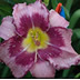 imperialdaylily's profile picture. Daylily harvesting/cultivation as well as education and appreciation of daylilies.