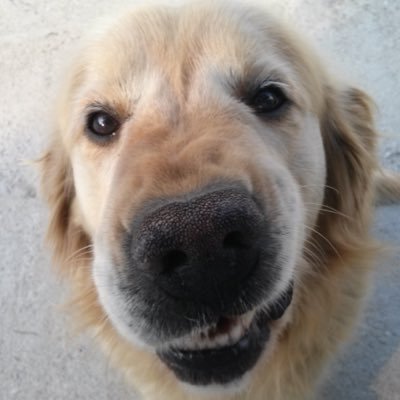 honeyamond's profile picture. 여행 중독증에 걸린 Kia Tigers 호갱 중 1인 ㅋㅋㅋ