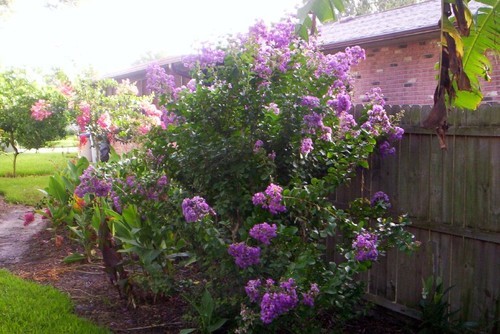 Beverly Ellingwood Profile