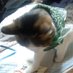@roy3776midori