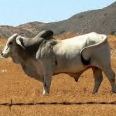 Passionate about Natural farming, Political Analysis, Psephology, Ancient History, NatGeo.
