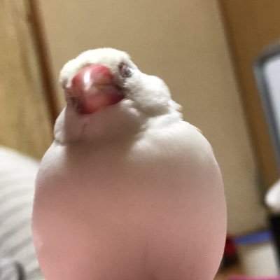 オカメインコと文鳥さん 大好き💕ハロプロも大好き💕YouTube見てる！おろちんゆー好き！アイナナも大好き！環くんらぶ。 あと、レスられだけど…1人目妊活中です(*´꒳`*) 旦那さんとは13個離れてます。私は35歳です✨垢とか分けずに、全部この垢一つでTwitterやっちゃってます💦いいね💓は共感、応援です。