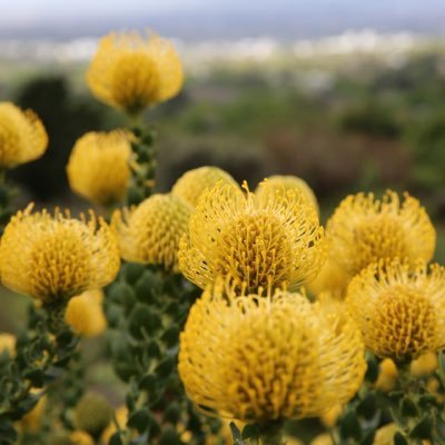 we_souz's profile picture. Ramblings of an inquisitive mind ...the culinary adventurer, the closet artist, the confused actuary.